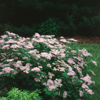 Spiraea fritschiana 'Pink Parasols®' 