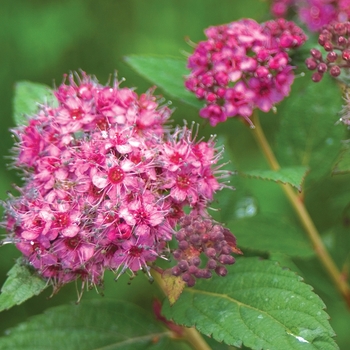 Spiraea japonica 'Galen' PP 21,712, Can 4,072