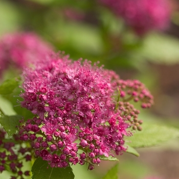 Spiraea japonica 'Yan' PP21615, Can 4074