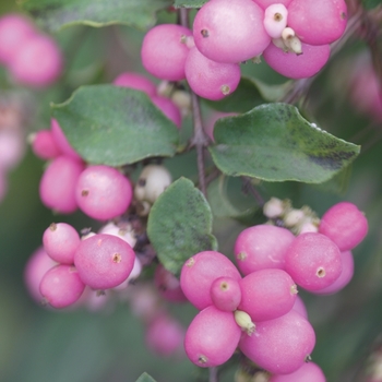 Symphoricarpos x doorenbosii 'Kordes' 