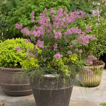 Syringa 'Penda' PP20575, Can 4071