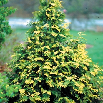 Thuja occidentalis 'Walter Brown' PP16280