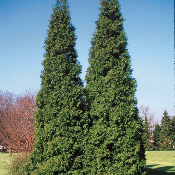 Thuja plicata 'Grovepli' 