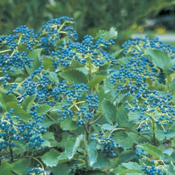 Viburnum dentatum 'Blue Muffin®'