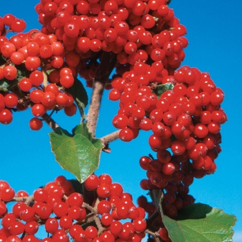 Viburnum dilatatum 'Cardinal Candy®'