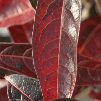 Viburnum nudum 'Brandywine™'