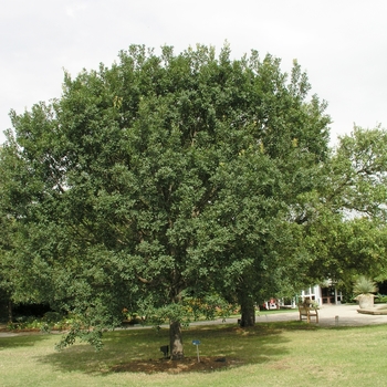 Quercus laceyi