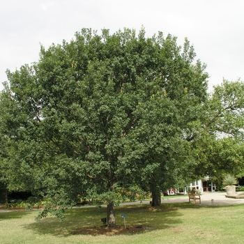 Quercus laceyi 