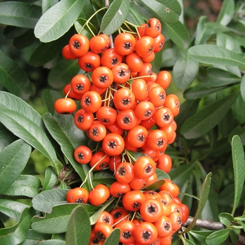 Pyracantha coccinea 'Kasan' 