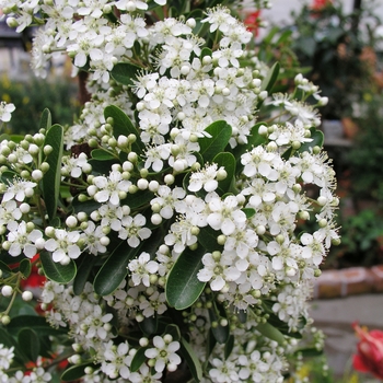 Pyracantha koidzumii 'Victory' 