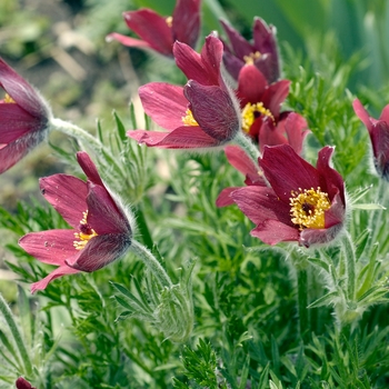 Pulsatilla vulgaris 'Rote Glocke' 