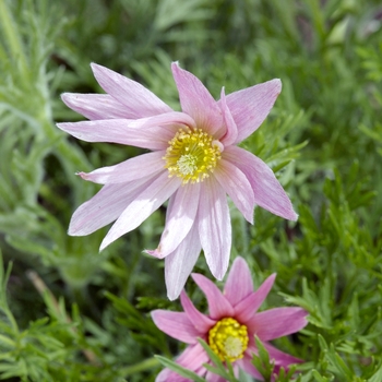 Pulsatilla vulgaris 'Double Frills' 