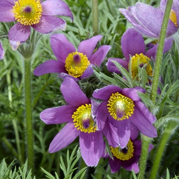 Pulsatilla vulgaris 'Papageno' 