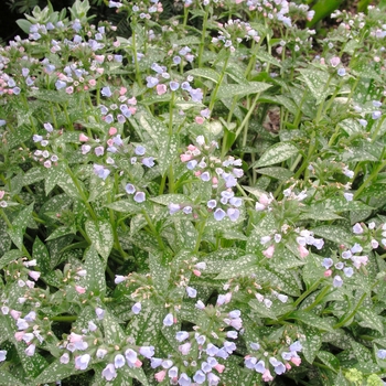 Pulmonaria 'Roy Davidson' 