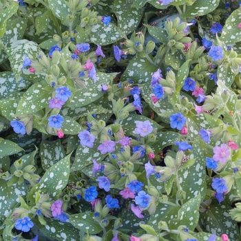 Pulmonaria 'Silver Streamers