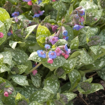 Pulmonaria 'Majeste' 