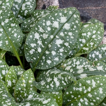 Pulmonaria saccharata 'Janet Fisk' 