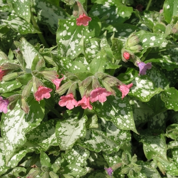 Pulmonaria saccharata 'Berries & Cream' 