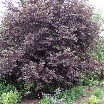 Prunus virginiana 'Schubert' 