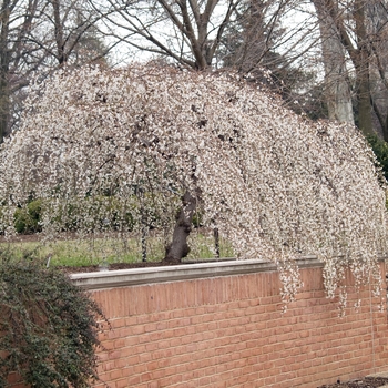 Prunus 'Snofozam' 