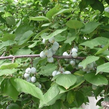 Prunus mexicana