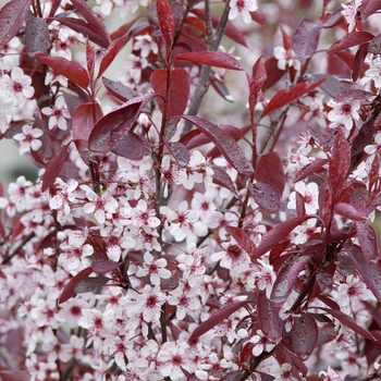 Prunus x cistena