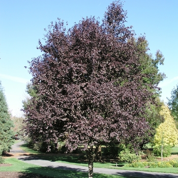 Prunus cerasifera 'Thundercloud'