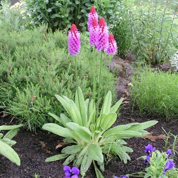 Primula vialii