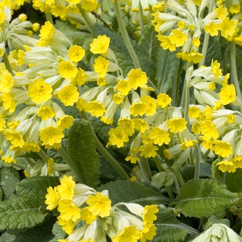 Primula veris