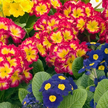 Primula polyanthus 'SuperNova Mix' 