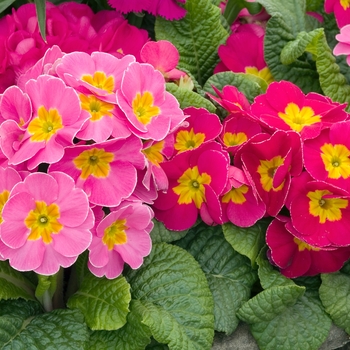 Primula polyanthus 'SuperNova Pink Red' 