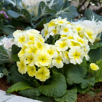 Primula polyanthus 'SuperNova Primrose' 