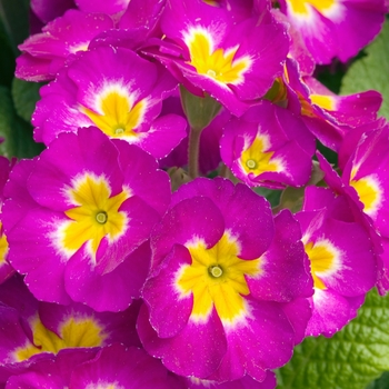 Primula polyanthus 'SuperNova Purple Bicolor' 