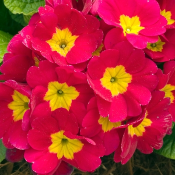 Primula polyanthus 'SuperNova Red' 