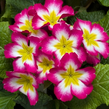 Primula polyanthus 'SuperNova Rose Bicolor' 