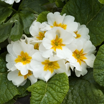 Primula polyanthus 'SuperNova White' 