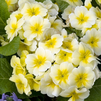 Primula polyanthus 'SuperNova Yellow' 