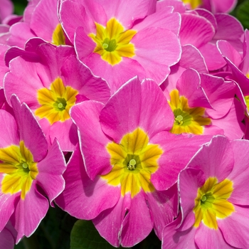Primula polyanthus 'SuperNova Pink' 