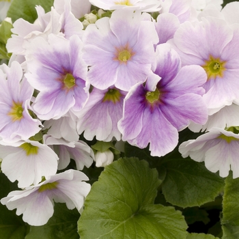 Primula obconica 'Grace Blue White Bicolor' 