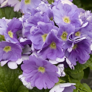 Primula obconica 'Grace Deep Blue' 