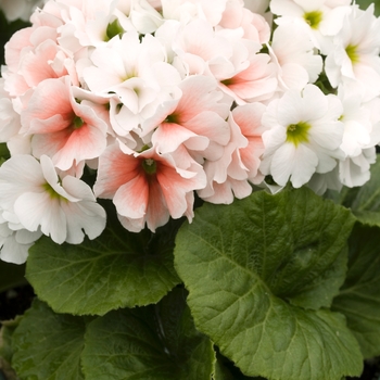 Primula obconica 'Grace Orange Bicolor' 