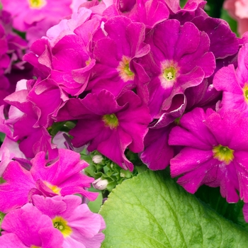 Primula obconica 'Grace Purple' 