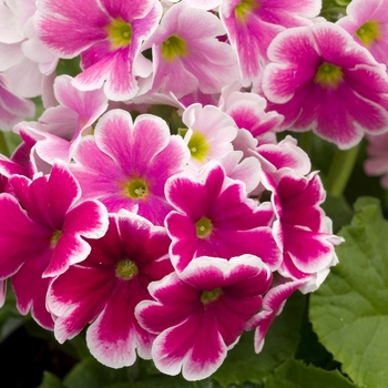 Primula obconica 'Grace Red Picotee' 