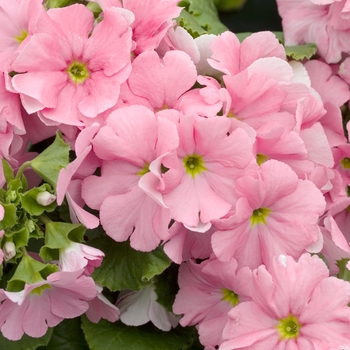 Primula obconica 'Grace Rose' 