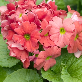 Primula obconica 'Grace Scarlet' 