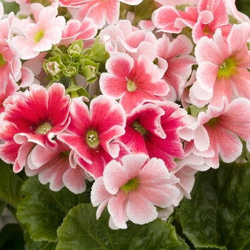 Primula obconica 'Grace Scarlet Picotee' 