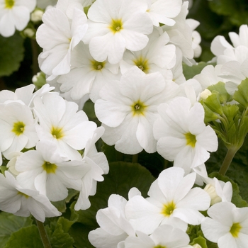 Primula obconica 'Grace White' 