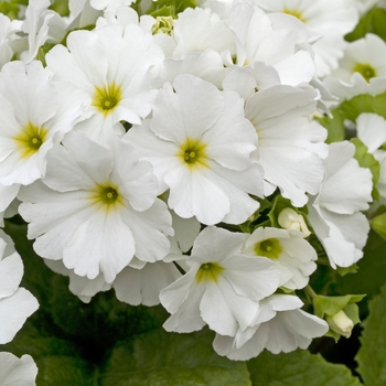 Primula obconica 'Embrace White' 