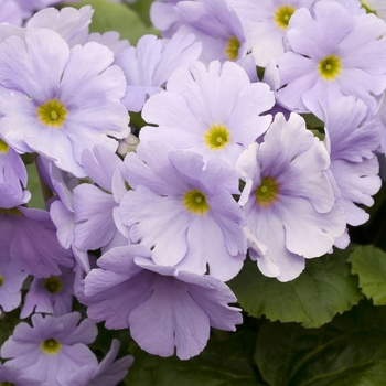 Primula obconica 'Embrace Light Blue' 