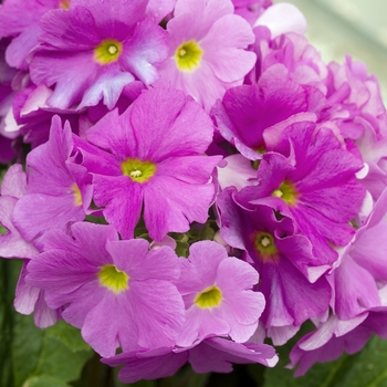 Primula obconica 'Embrace Lilac' 